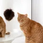 Decorative objects - Natural Woolen Cat Toy: Ball - MELLOW CONCEPT STORE