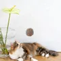 Decorative objects - Natural Woolen Cat Toy: Ball - MELLOW CONCEPT STORE