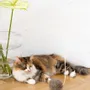 Decorative objects - Natural Woolen Cat Toy: Ball - MELLOW CONCEPT STORE