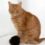 Decorative objects - Natural Sheepskin Cat Toy: Ball - MELLOW CONCEPT STORE
