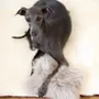 Decorative objects - Natural Sheepskin Dog Toy: Bone - Beige - MELLOW CONCEPT STORE