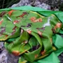 Foulards et écharpes - Foulard en Soie Chevaux Majestueux Vert 90x90 cm - RALUFINEART