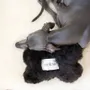 Objets de décoration - Jouet pour Chien en Peau de Mouton Naturelle : Os – Noir - MELLOW CONCEPT STORE