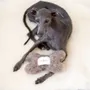 Objets de décoration - Jouet pour Chien en Laine Naturelle : Os – Charbon - MELLOW CONCEPT STORE