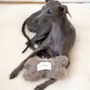 Decorative objects - Natural Woolen Dog Toy: Bone - Beige - MELLOW CONCEPT STORE