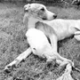 Decorative objects - Natural Woolen Dog Tug Toy - Beige - MELLOW CONCEPT STORE