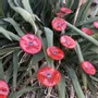 Floral decoration - Small Glass Flower For Outside In Red-Black - CARNEOL GLASS