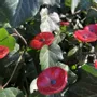Floral decoration - Small Glass Flower For Outside In Red-Black - CARNEOL GLASS