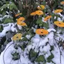 Floral decoration - Round glass flower for outdoor use in transparent, yellow, orange - CARNEOL GLASS