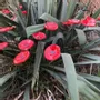 Floral decoration - Round small glass flower for outdoor use in red colour - CARNEOL GLASS