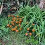 Floral decoration - Round small glass flower for outdoor use in orange colour - CARNEOL GLASS