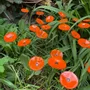 Floral decoration - Round small glass flower for outdoor use in orange colour - CARNEOL GLASS