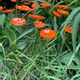 Floral decoration - Round small glass flower for outdoor use in orange colour - CARNEOL GLASS