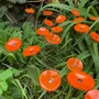 Floral decoration - Round small glass flower for outdoor use in orange colour - CARNEOL GLASS