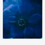 Objets de décoration - François Halard : Art et fleurs - NEW MAGS