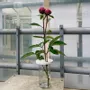 Vases - Vase CORYMBE - BOUTURES D'OBJETS