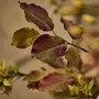 Floral decoration - Eyecatching artificial burgundy flower mix - SILK-KA BV