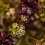Floral decoration - Eyecatching artificial burgundy flower mix - SILK-KA BV