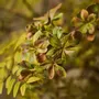 Floral decoration - Lifelike artificial autumn leaves - SILK-KA
