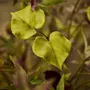 Floral decoration - Lifelike artificial autumn leaves - SILK-KA