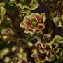 Floral decoration - Artificial Hellebores flowers - SILK-KA