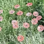 Floral decoration - Small galass flower in transparent, red and white colors - CARNEOL GLASS