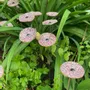 Floral decoration - Small galass flower in transparent, red and white colors - CARNEOL GLASS