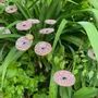 Floral decoration - Small galass flower in transparent, red and white colors - CARNEOL GLASS
