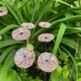 Floral decoration - Small galass flower in transparent, red and white colors - CARNEOL GLASS