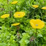 Floral decoration - Small yellow glass flower on a stainless steel stem - CARNEOL GLASS