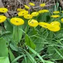 Floral decoration - Small yellow glass flower on a stainless steel stem - CARNEOL GLASS
