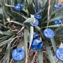 Floral decoration - Small turquoise glass flower on a stainless steel stem - CARNEOL GLASS