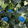Floral decoration - Small turquoise glass flower on a stainless steel stem - CARNEOL GLASS