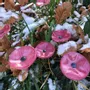 Floral decoration - Round small glass flower pink-black for the garden - CARNEOL GLASS