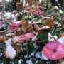 Floral decoration - Round small glass flower pink-black for the garden - CARNEOL GLASS