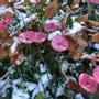 Floral decoration - Round small glass flower pink-black for the garden - CARNEOL GLASS