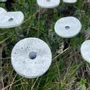 Floral decoration - Small Glass Flower For Outside In White-Black - CARNEOL GLASS