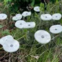 Floral decoration - Small Glass Flower For Outside In White-Black - CARNEOL GLASS