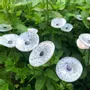 Floral decoration - Small Glass Flower For Outside In White-Black - CARNEOL GLASS