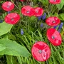 Floral decoration - Small Glass Flower For Outside In Red-White - CARNEOL GLASS