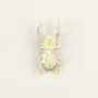 Brooches - Coleoptere brooch in blond horn - L INDOCHINEUR X RIVÊT