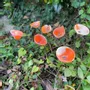 Floral decoration - Calla Flower For Outside In Cream-Orange - CARNEOL GLASS