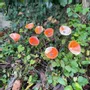 Floral decoration - Calla Flower For Outside In Cream-Orange - CARNEOL GLASS