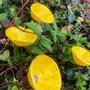 Floral decoration - Glass Calla Flower "Outdoor" in Yellow-Black Color - CARNEOL GLASS