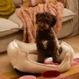 Accessoires animaux - ACCESSOIRES POUR ANIMAUX DE COMPAGNIE - CALMA HOUSE