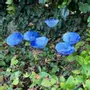 Floral decoration - Medium Glass Calla Flower For Outside In White-D.Blue - CARNEOL GLASS
