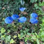 Floral decoration - Medium Glass Calla Flower For Outside In White-D.Blue - CARNEOL GLASS