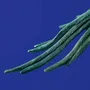 Suspensions - Plafonnier Perroquet Percy - WERNS
