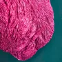 Appliques - Applique Murale Sanglier Willy, magenta - WERNS