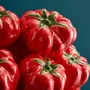 Vases - Vase Tomates S - WERNS